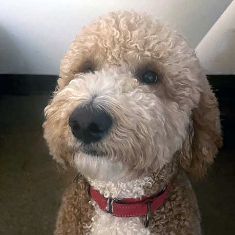 Teddy